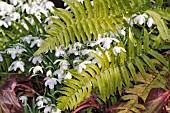 DOUBLE FLOWERED GALANTHUS IN A FERN BED