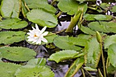 WHITE WATER LILY, NYMPHAEA LOTUS, AFTER POLLINATION