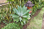 AGAVE ATTENUATA IN A TROPICAL BORDER WITH SANSEVIERIA AND CUPHEA HYSSOPIFOLIA