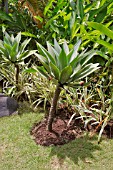 AGAVE ATTENUATA IN A TROPICAL BORDER WITH PANDANUS AND MUSA CULTIVAR