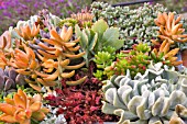 DISPLAY OF SUCCULENTS IN A PLANTER BOX