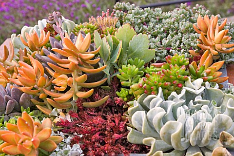 DISPLAY_OF_SUCCULENTS_IN_A_PLANTER_BOX
