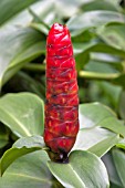 COSTUS SCABER (OFTEN INCORRECTLY TITLED AND SOLD AS COSTUS SPICATUS)