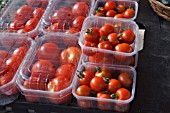 TOMATOES FOR SALE IN PLASTIC PUNNETS