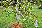 CITRUS MAXIMA TREE WITH PLASTIC BAGS PROTECTING FRUIT
