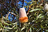 BANKSIA PRIONOTES