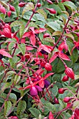FUCHSIA LADY BOOTHBY,  CLIMBER