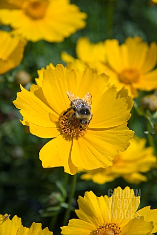 COREOPSIS_FLYING_SAUCER__WITH_BUMBLE_BEE