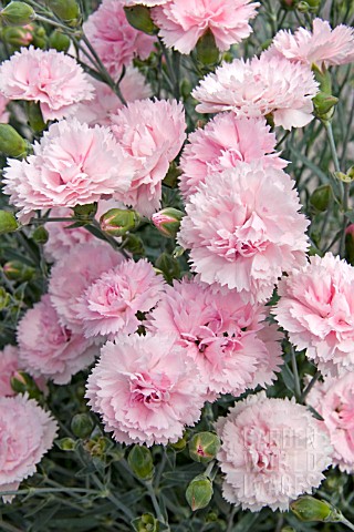 DIANTHUS_CANDY_FLOSS