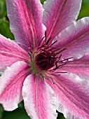 CLEMATIS LINCOLN STAR