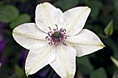 CLEMATIS PISTACHIO (LARGE FLOWERED)