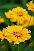COREOPSIS GOLDTEPPICH