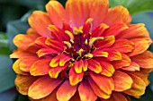 ZINNIA SWIZZLE SCARLET AND YELLOW (CLOSE UP)