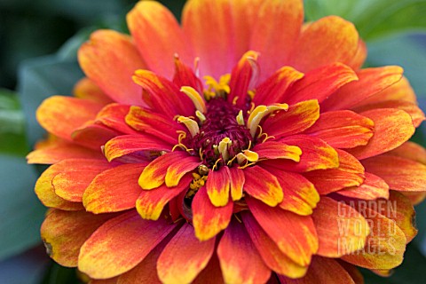 ZINNIA_SWIZZLE_SCARLET_AND_YELLOW_CLOSE_UP