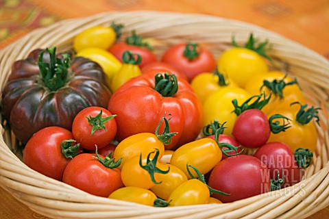 BASKET_OF_TOMATOES