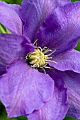 CLEMATIS H F YOUNG