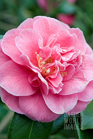 CAMELLIA_JAPONICA_MARY_JO