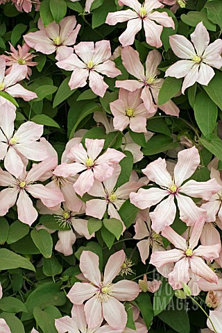 CLEMATIS_AI_NOR