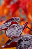 CERCIS FOREST PANSY AUTUMN LEAVES IN THE RAIN