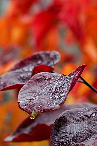 CERCIS_FOREST_PANSY_AUTUMN_LEAVES_IN_THE_RAIN