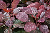 COTINUS GRACE LEAVES WITH RAINDROPS