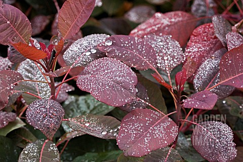 COTINUS_GRACE_LEAVES_WITH_RAINDROPS