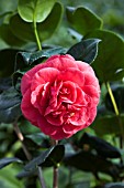 CAMELLIA LADY CAMPBELL