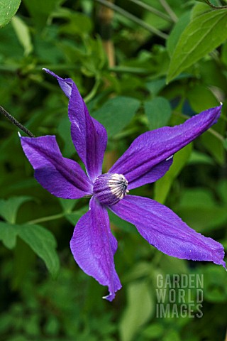CLEMATIS_HARLOW_CARR