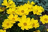 COREOPSIS FLYING SAUCERS