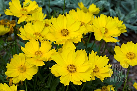 COREOPSIS_FLYING_SAUCERS