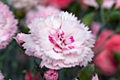 DIANTHUS CANDY FLOSS