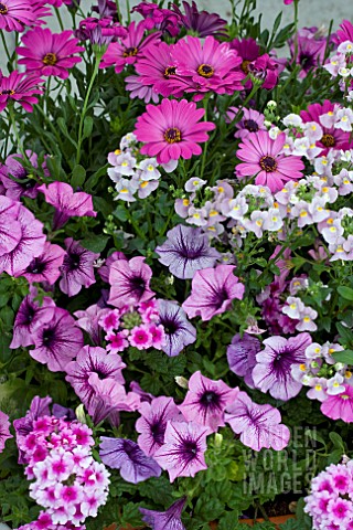 MIXED_PATIO_CONTAINER_PURPLE__PINK_THEME