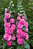 ALCEA CHATERS DOUBLE PINK (HOLLYHOCK)