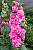 ALCEA CHATERS DOUBLE PINK (HOLLYHOCK)