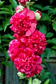 ALCEA ROSEA CHATERS DOUBLE RED