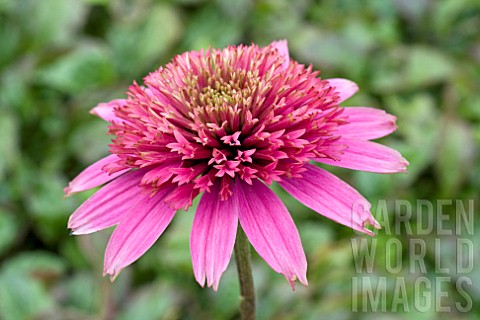 Sara single coneflower