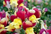 ANTIRRHINUM FLORAL SHOWERS RED AND YELLOW BICOLOUR