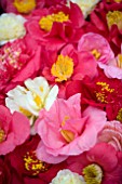 MIXED CAMELLIA FLOWERS