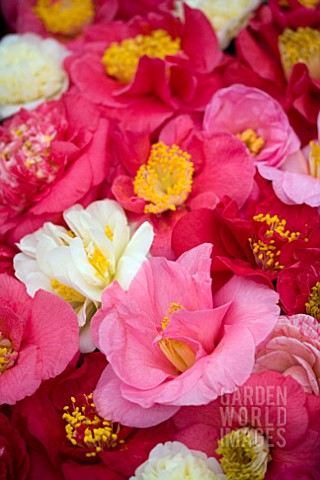 MIXED_CAMELLIA_FLOWERS