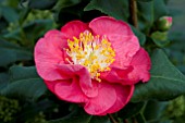 CAMELLIA DOCTOR KING