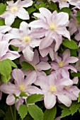 CLEMATIS SILVER MOON