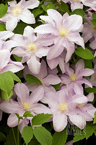 CLEMATIS_SILVER_MOON