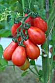 TOMATO RED FIG