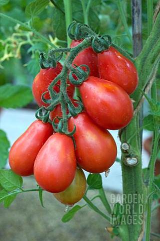 TOMATO_RED_FIG
