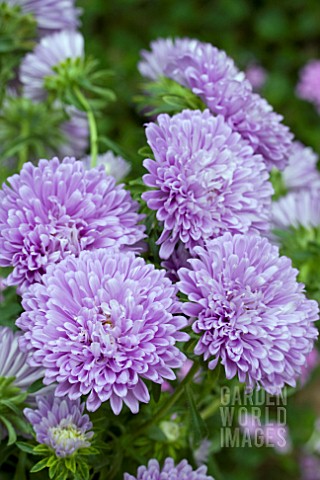 ASTER_ROUNDABOUT_LAVENDER_BLUE