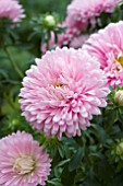 ASTER ROUNDABOUT PINK