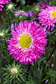 ASTER ROUNDABOUT ROSE