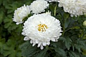 ASTER ROUNDABOUT WHITE