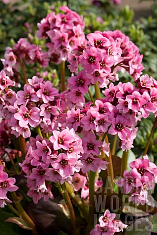 Bergenia Pink Dragonfly