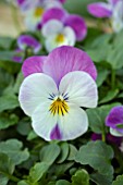 VIOLA ROCKY WHITE WITH PINK WING